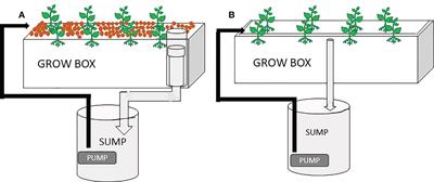 Botanical and microbial insecticides application in aquaponics - is there a risk for biofilter bacteria and fish?